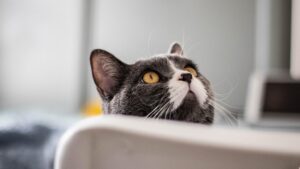 Why Is My Cat Pooping Blood? Causes, Symptoms, & When to Worry (Vet