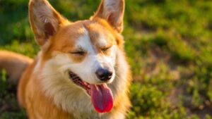 Why Is My Dog Dry Heaving? Causes, Risks, and When to Call the Vet