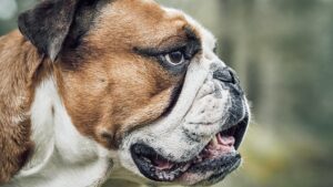 Why Is My Dog Dry Heaving? Causes, Risks, and When to Call the Vet