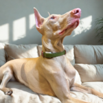 a dog using a health tracker on a couch