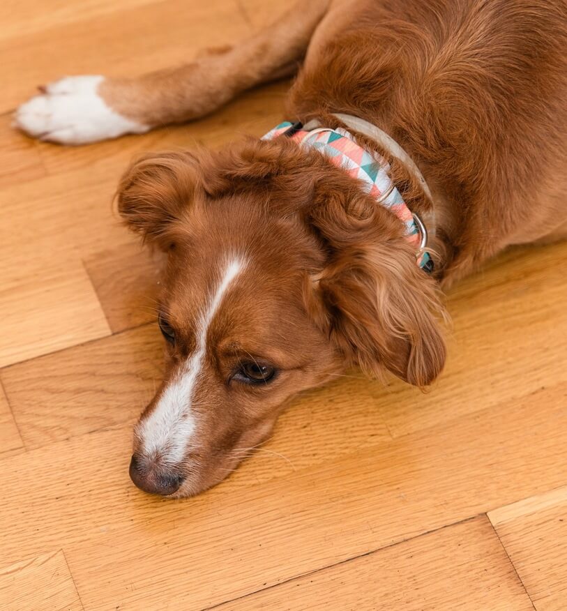 A dog with a Maven sensor