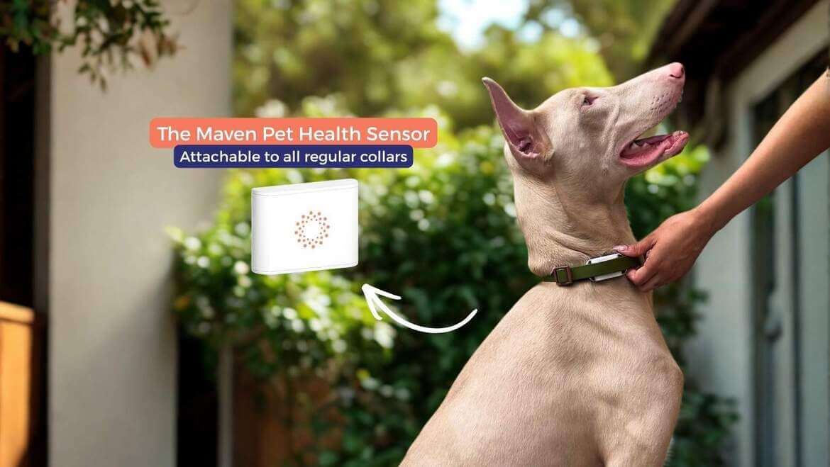 Maven Pet sensor clipped to a dog's collar