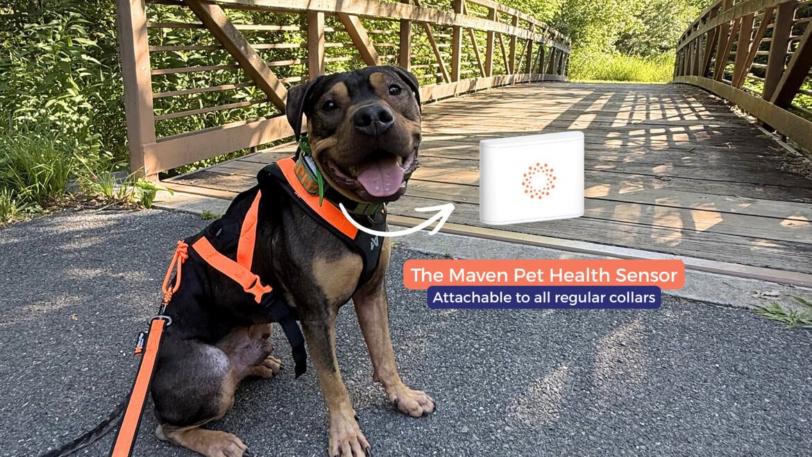 Dog wearing a collar with the Maven Pet sensor attached