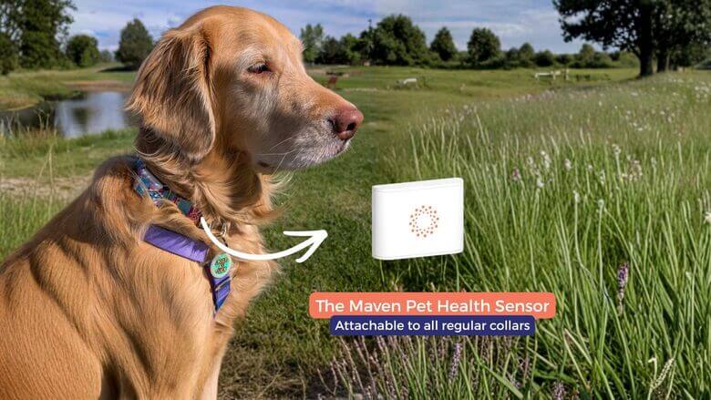 Maven Pet sensor clipped to a dog's collar