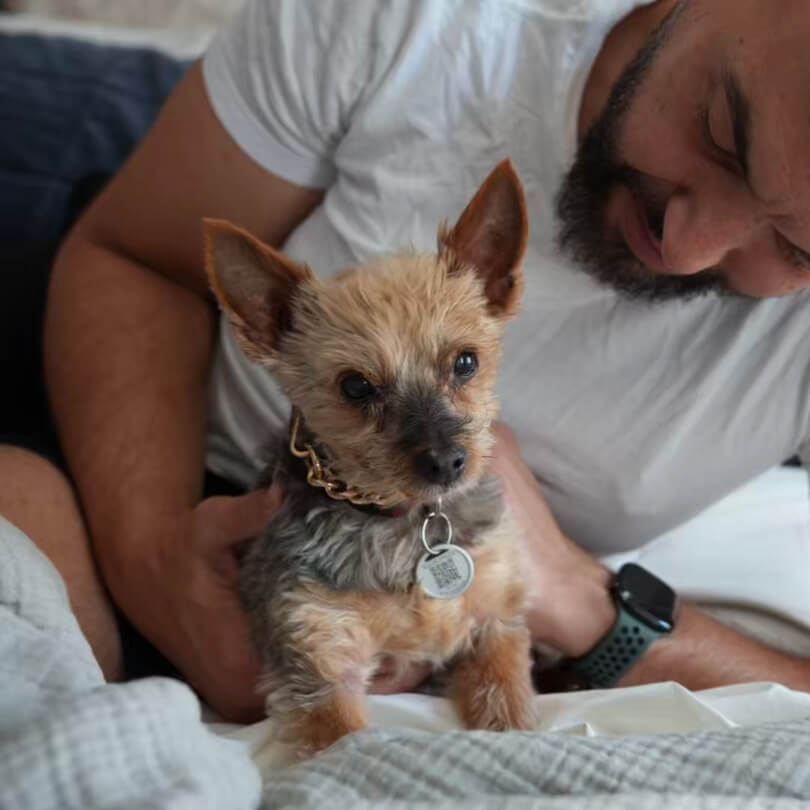 A dog with a Maven sensor