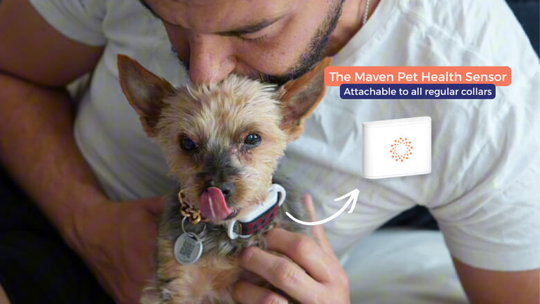 Dog wearing a collar with the Maven Pet sensor attached