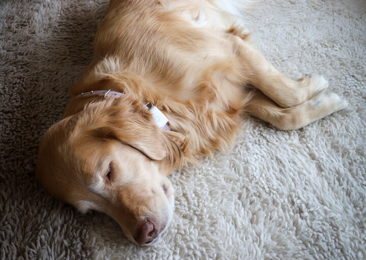 A dog wearing the Maven Pet sensor on its collar