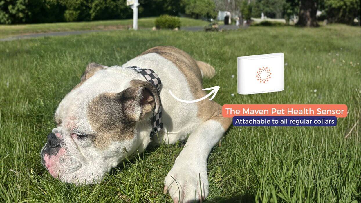 Maven Pet sensor clipped to a dog's collar