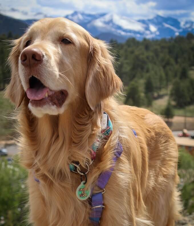 A dog with a Maven sensor