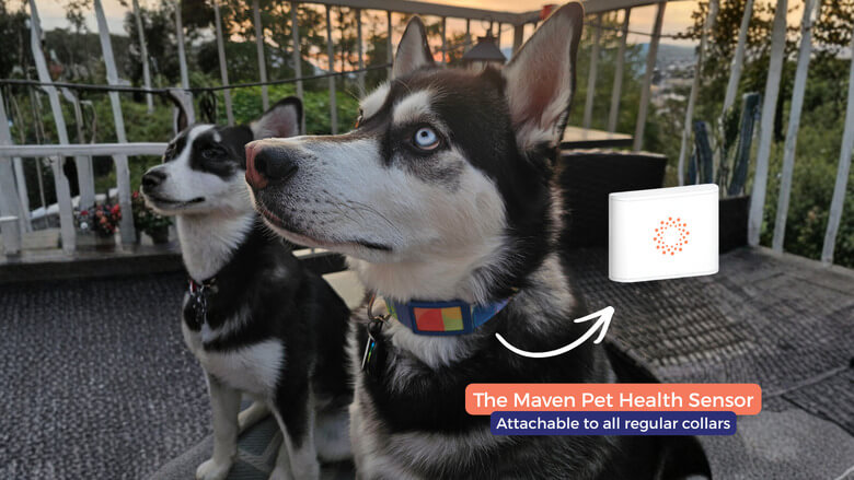 Dog wearing a collar with the Maven Pet sensor attached