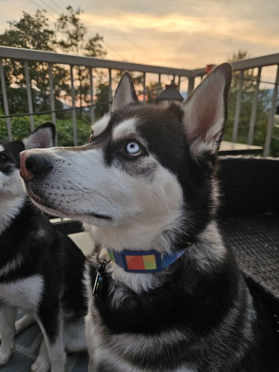 A dog with a Maven sensor