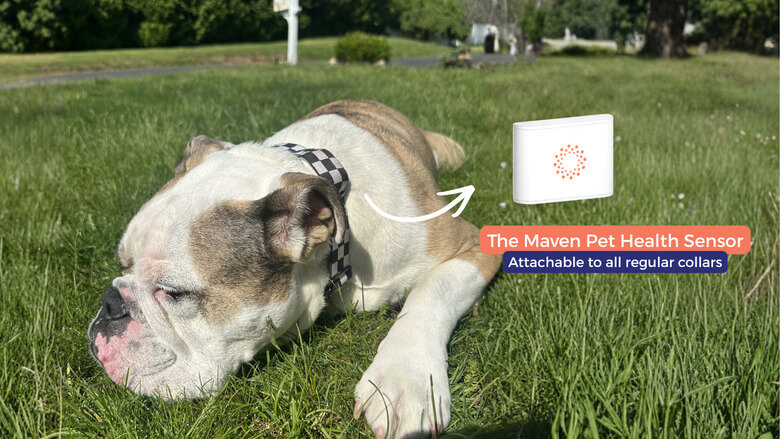 Dog wearing a collar with the Maven Pet sensor attached