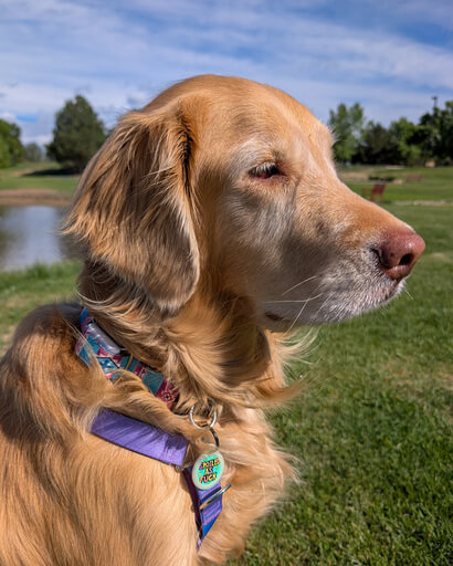 A senior dog with osteoarthritis wearing a Maven Pet sensor