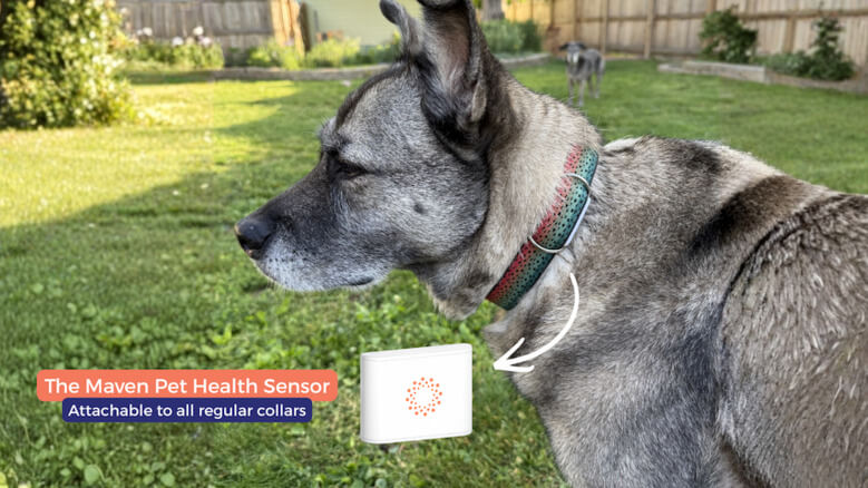 Dog wearing a collar with the Maven Pet sensor attached